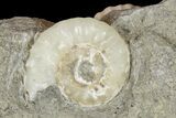 Ammonite (Promicroceras) Fossil - Lyme Regis #166643-2